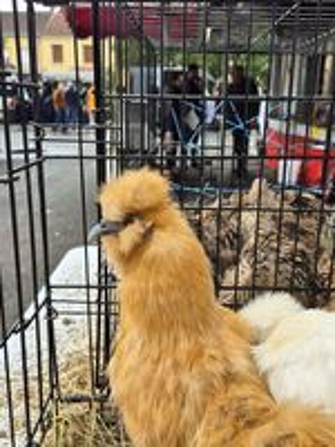   Poules soie  