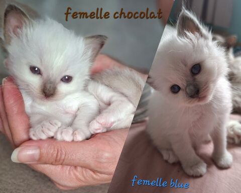 Chatons Sacr&eacute;s de Birmanie 1200 13013 Marseille