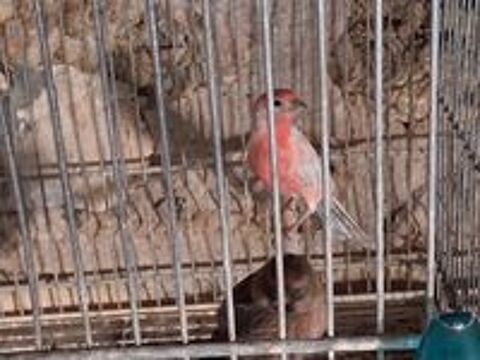   MALE ROSELIN DU MEXIQUE OPALE 2024 