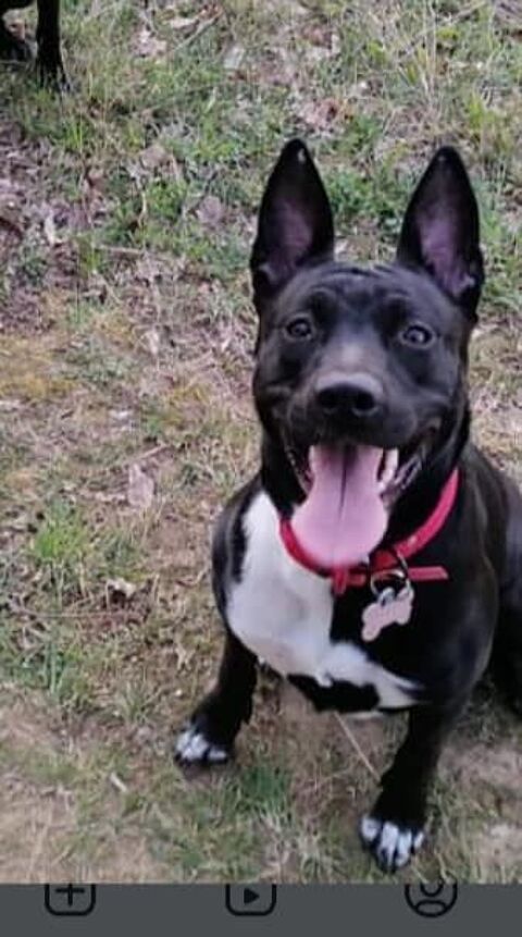 Chien NAIA à l adoption 210 26600 La roche-de-glun