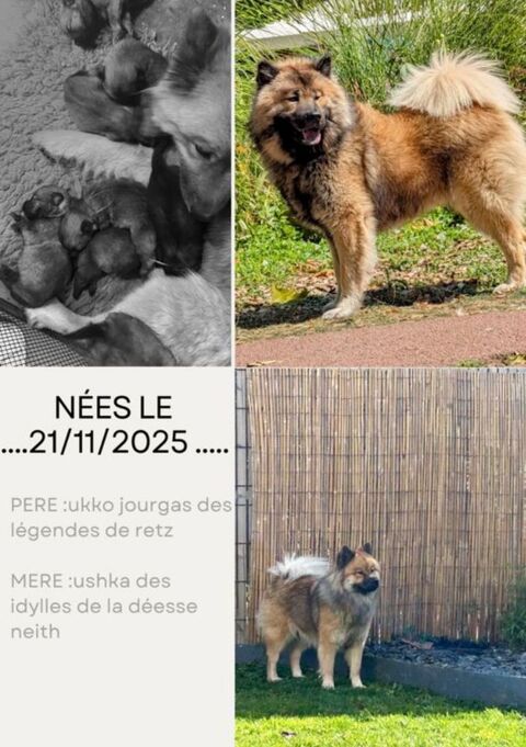 Magnifiques Chiots Eurasier lof 51100 Reims