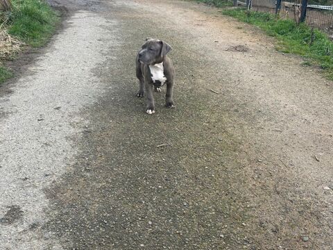 American bully xl 850 03250 Ch�tel-montagne