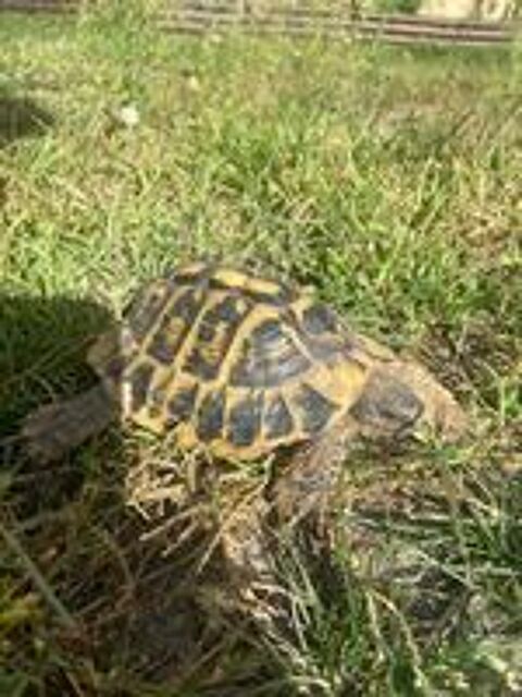   Tortue mâle Hermann 8-10 ans  