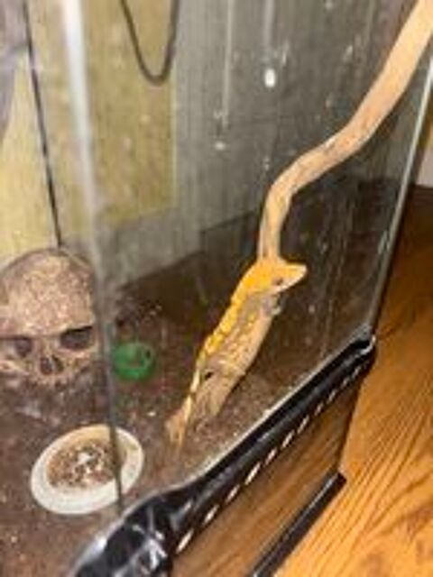   Gecko à crête femelle  