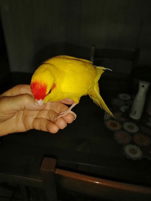 eleveur amateur dispose de KAKARIKI EAM et de CALOPSITTE EAM 100 33740 Ar�s