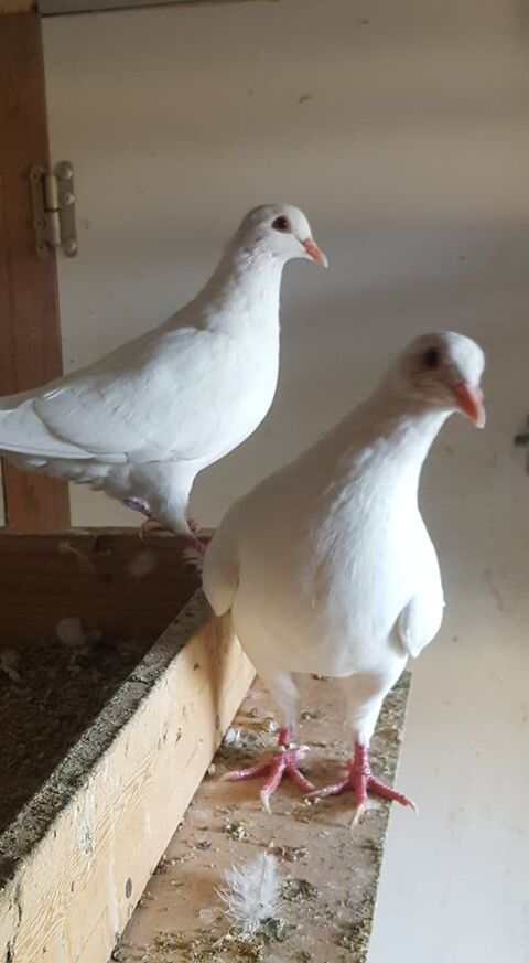 PIGEONS HUBBELL 13 34400 Lunel