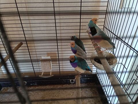Diamant de gould bleu blanc 70 78120 Rambouillet