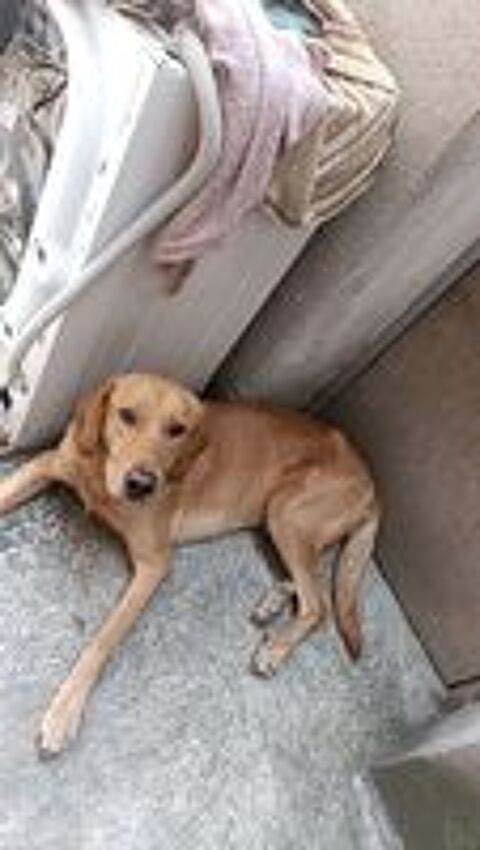   Donne chien  