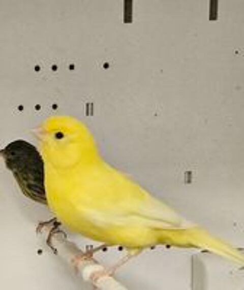   2 femelles canaris  