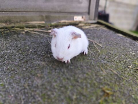 B&eacute;b&eacute; cochon d'Inde m&acirc;le 20 77450 Montry