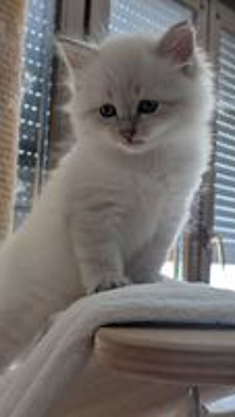   chaton siberien loof 