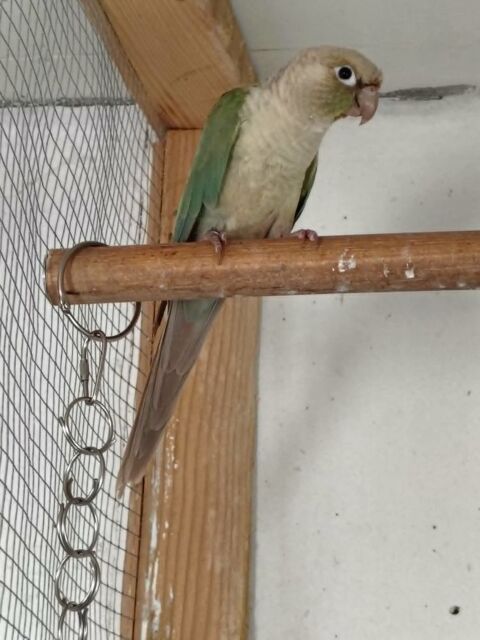 male pyrrhura 50 80800 Corbie