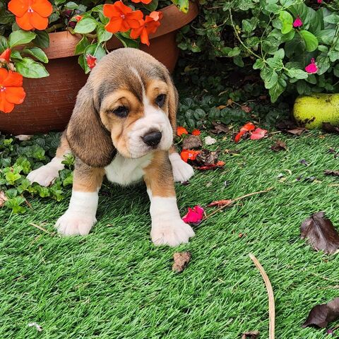 CHIOTS BEAGLES LOF 51370 Ormes