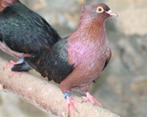  Culbutant de Cologne noir Pigeon apprivois
