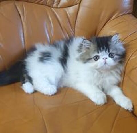   Vend chatons persans 