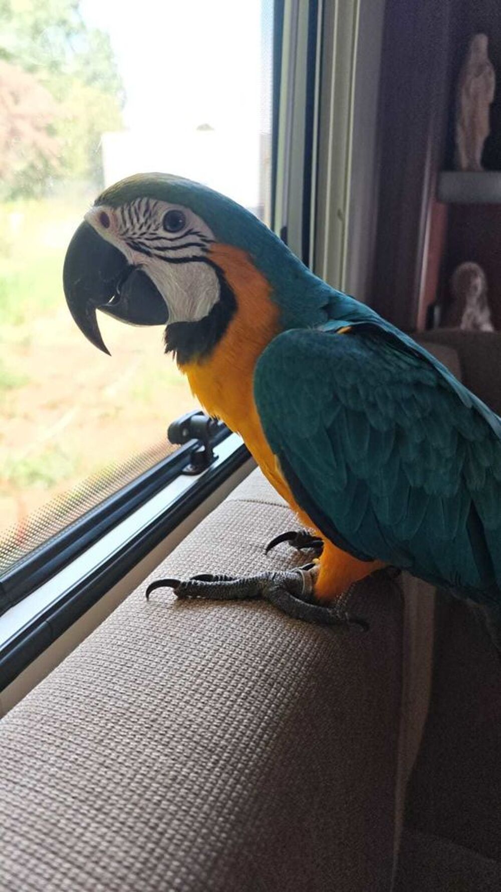   garderie animaux 