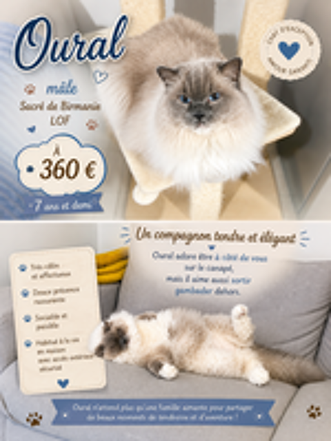   🐱 Adorables chats à adopter sous contrat associatif avec engagement de bientraitance 🐾 