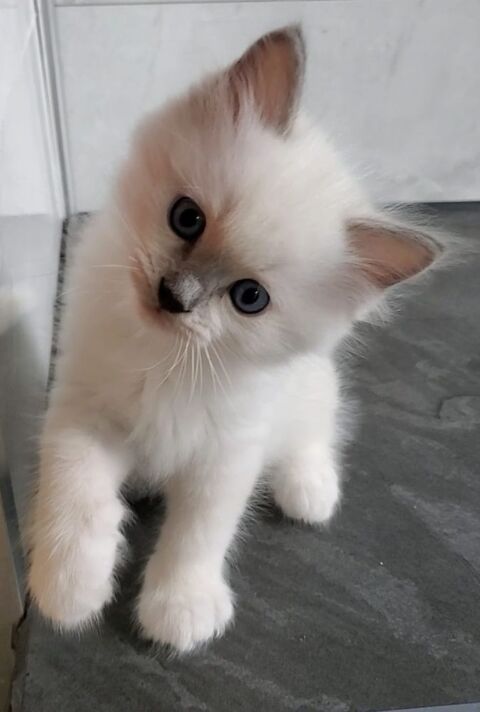 Adorables chatons à réserver  980 77450 Esbly