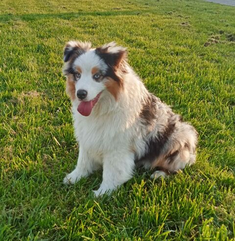 Berger Australien chiot femelle Bleue Merle 1400 85600 Montaigu