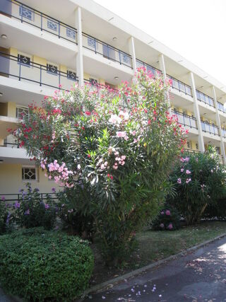 Location  Appartement 