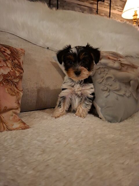  Chiots BIEWER 1150 24110 Manzac-sur-vern