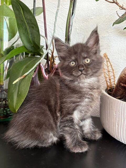 Chaton Maine coon LOOF femelle 1450 30800 Saint-gilles