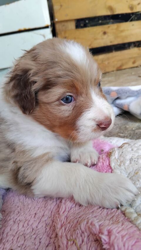 Chiot berger australien loft 700 46100 Camburat