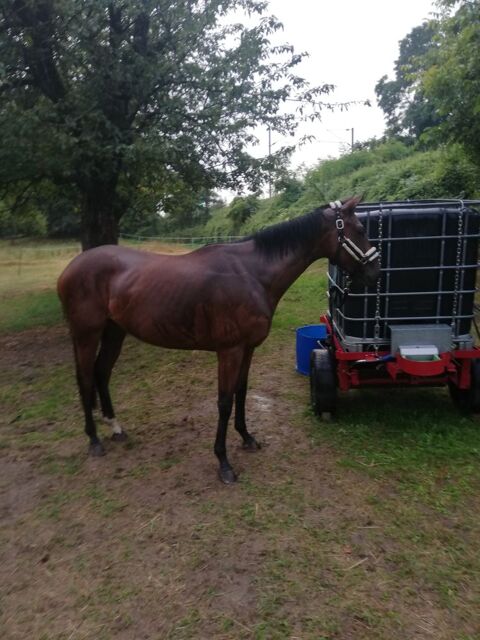 Adorale Jument de 4 ans. 2000 68720 Illfurth