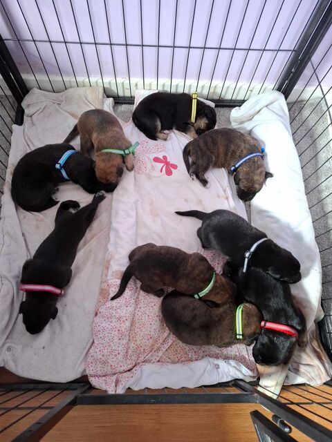 Chiots croisés Border Collie x Berger hollandaise ne 23/04/25 0 78390 Bois-d'arcy