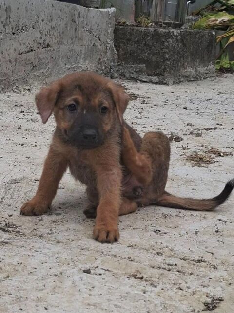Estia, femelle, croisée berger, née le 10/04/2025 300 91000 vry
