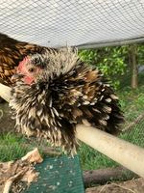   Lot coq poule poussin 