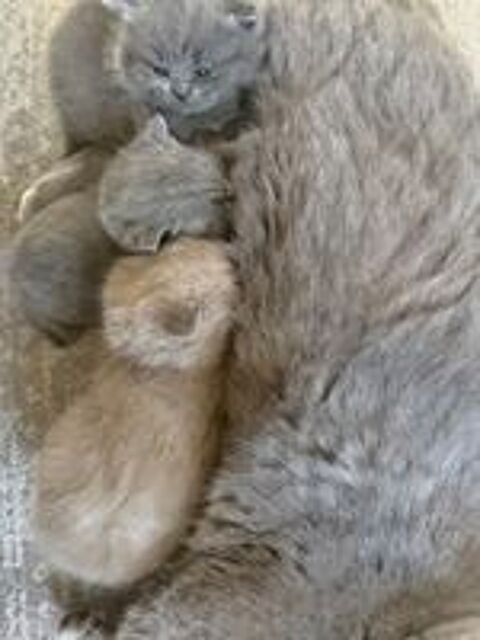   Chatons british shorthair loof 