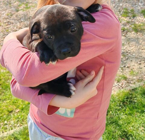 Staffordshire bull terrier 1400 28500 Saulni�res