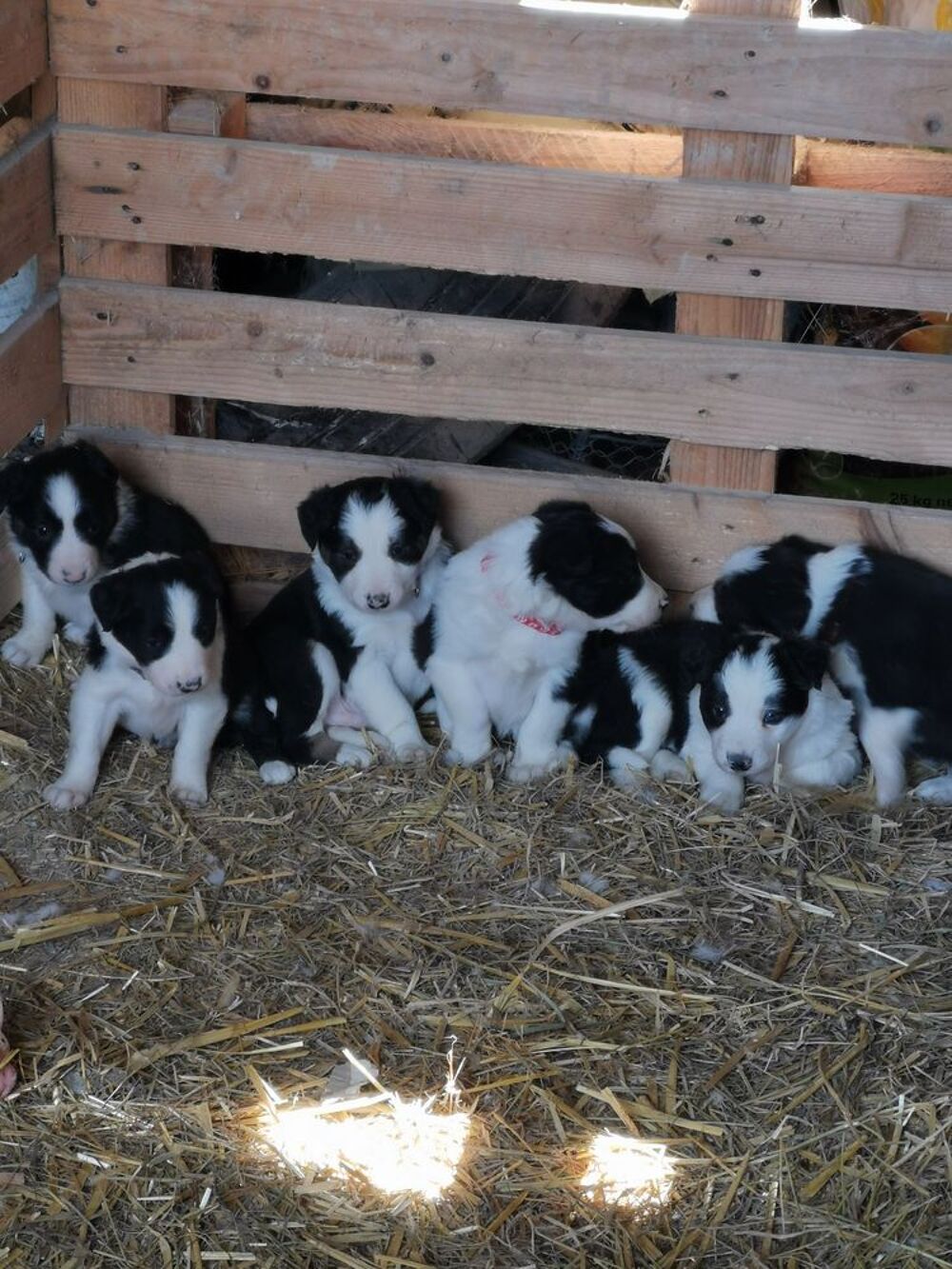  chiots Border Collie 