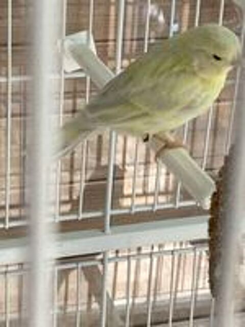   Canari   