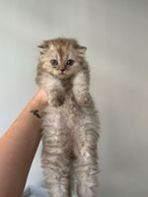   chat Scottish fold straight 
