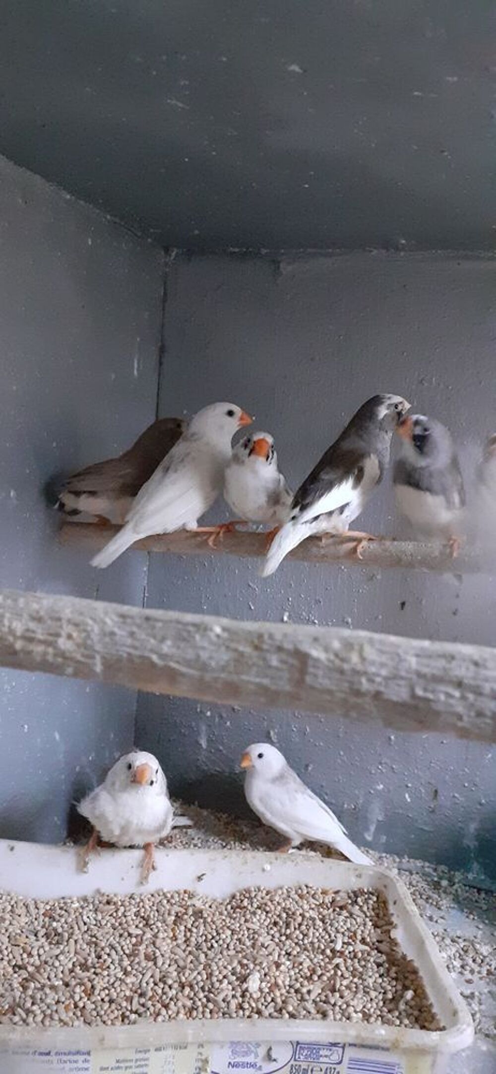   OISEAUX DE CAGES  