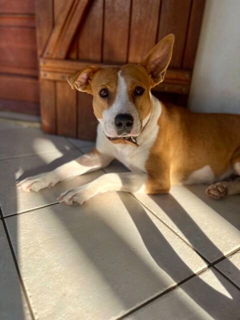 Lizzie, femelle X berger, n&eacute;e le 14/04/2024 380 77000 Livry-sur-seine