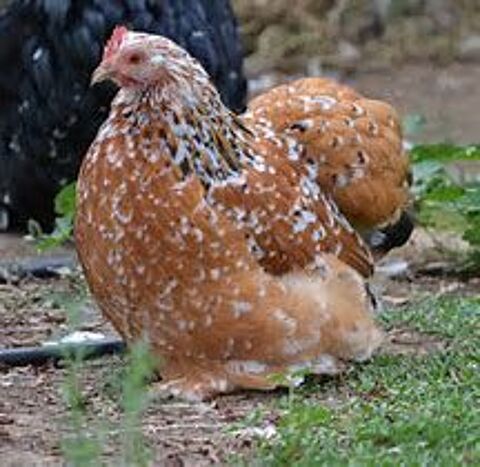 Poule batam pekin idée cadeau anniversaire fêtes des mères 34 77540 Courpalay