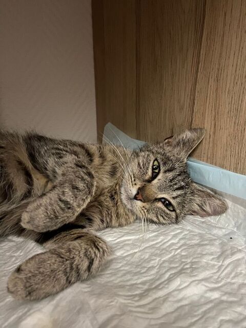 Sassy adorable chatte tigrée 1 an cherche famille 120 11000 Carcassonne