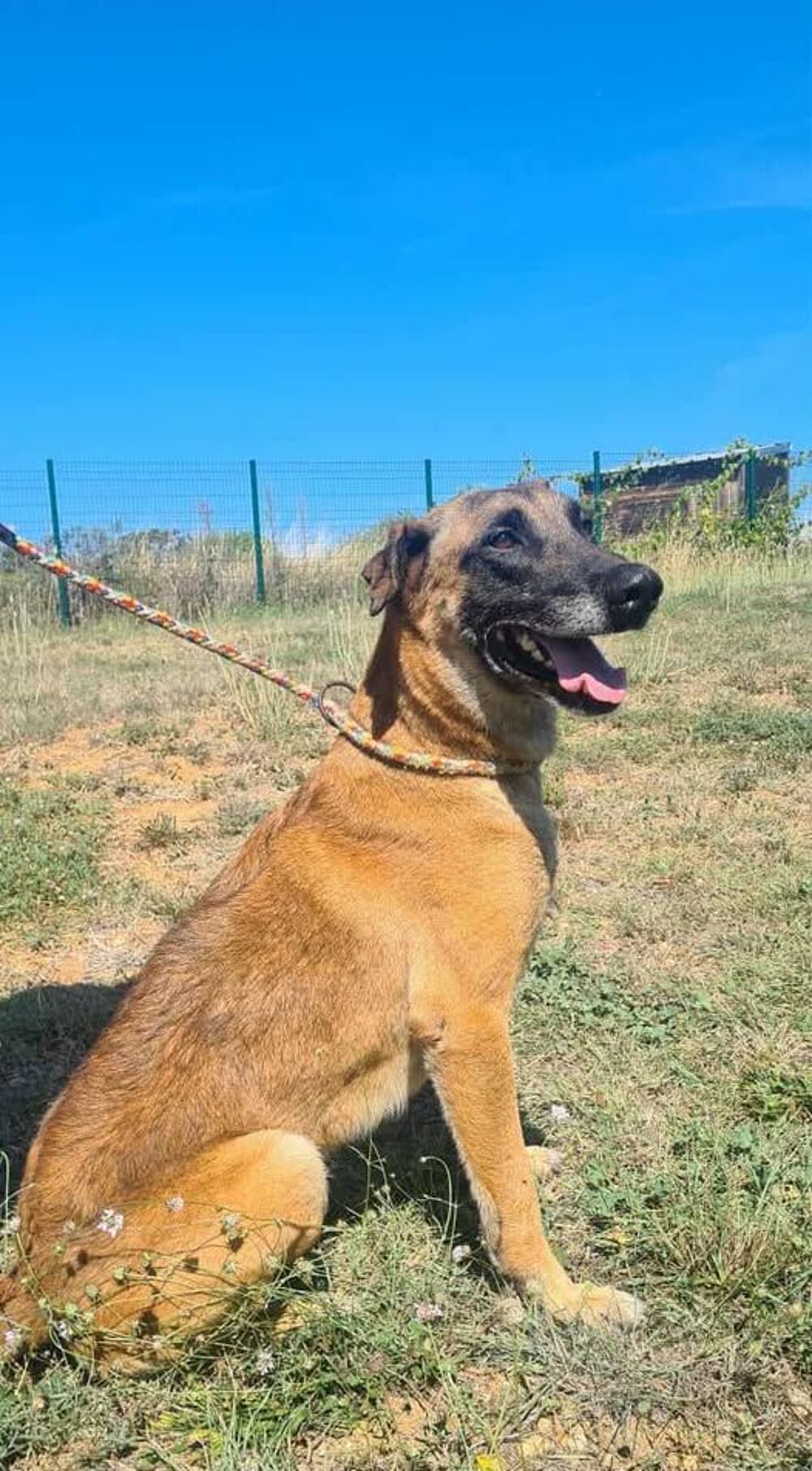   Chien NEXUS à l adoption 