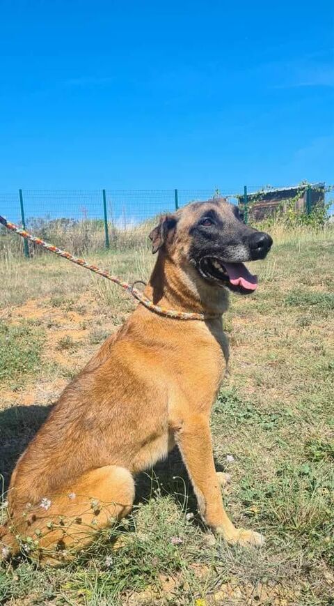 Chien NEXUS à l adoption 210 34450 Vias