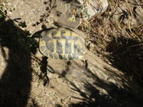   tortue de terre 