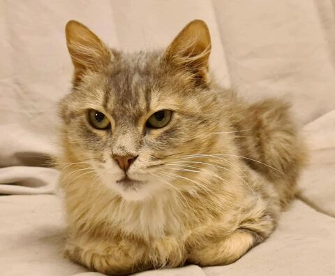 FAIRY FEMELLE TIGREE CREME 3 ANS 1/2 195 92260 Fontenay-aux-roses