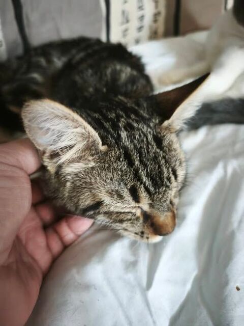 Chat TIGER &agrave; l adoption 150 07130 Saint-romain-de-lerps