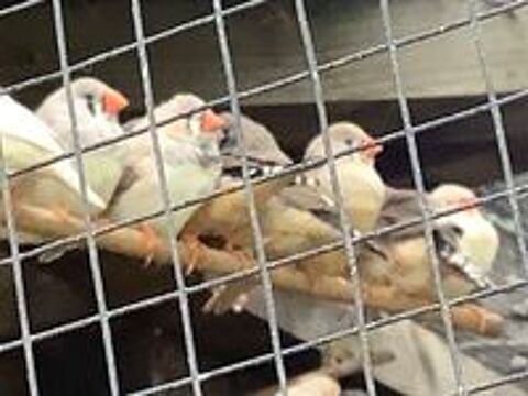   Mandarins 10€ chacun ou 15€ le couple  
