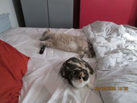   disponible pour garde d animaux  