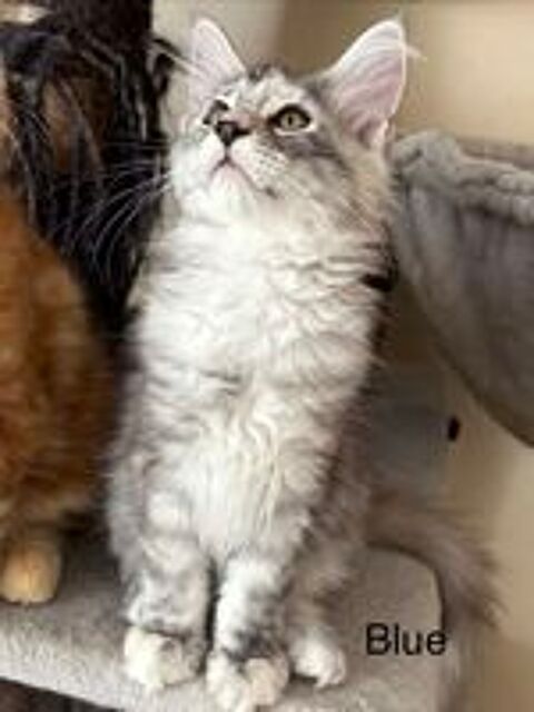   Magnifique chatons Maine coon  