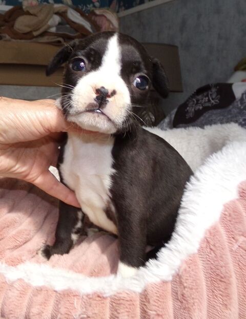 BOULEDOGUE FRANCAIS 600 59220 Denain