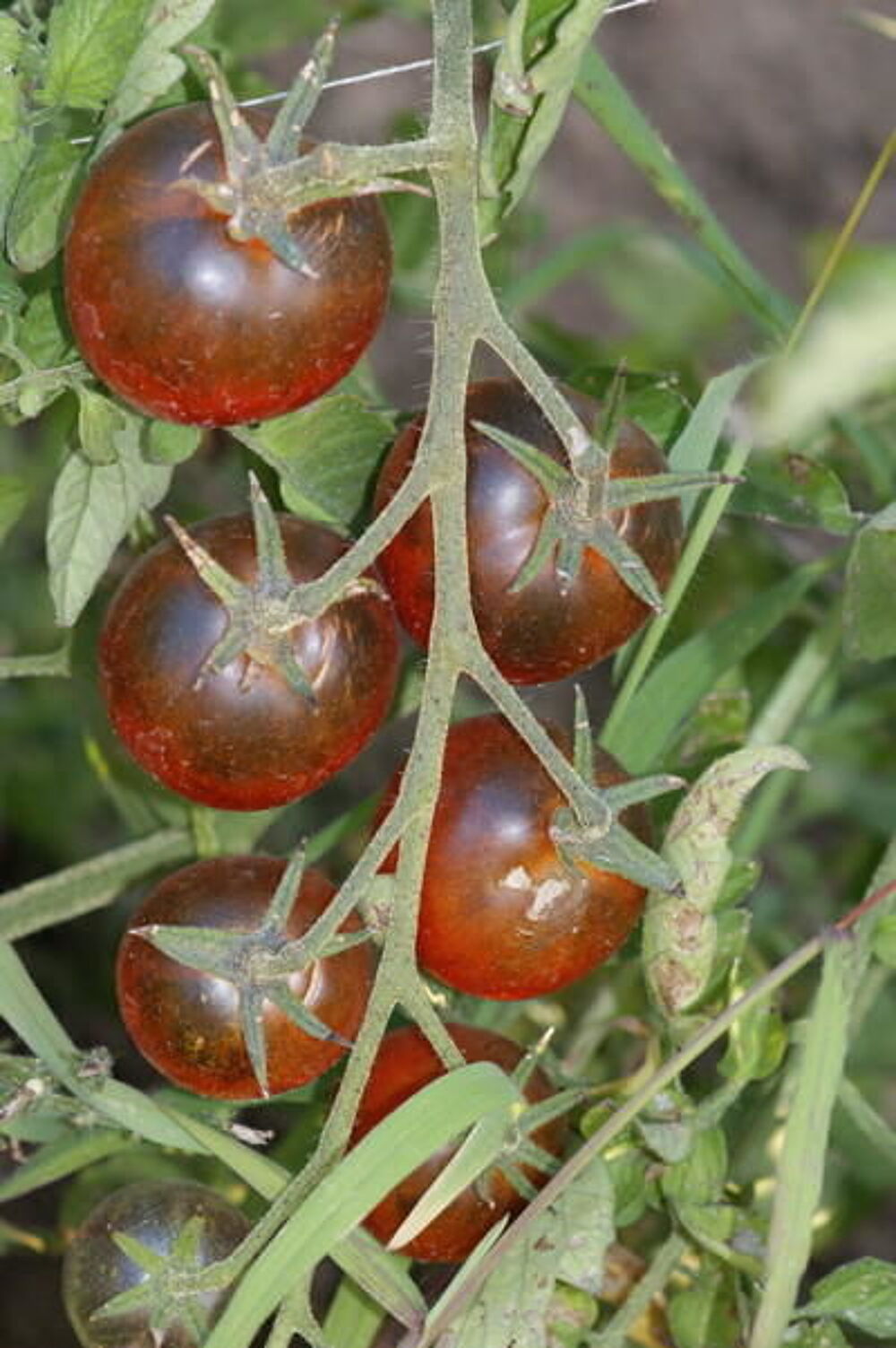 Pieds de tomates diverses vari&eacute;t&eacute;s. Jardin
